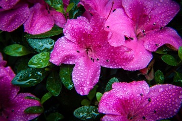 _MG_5667.jpg