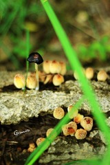 IMG_4571副本.jpg
