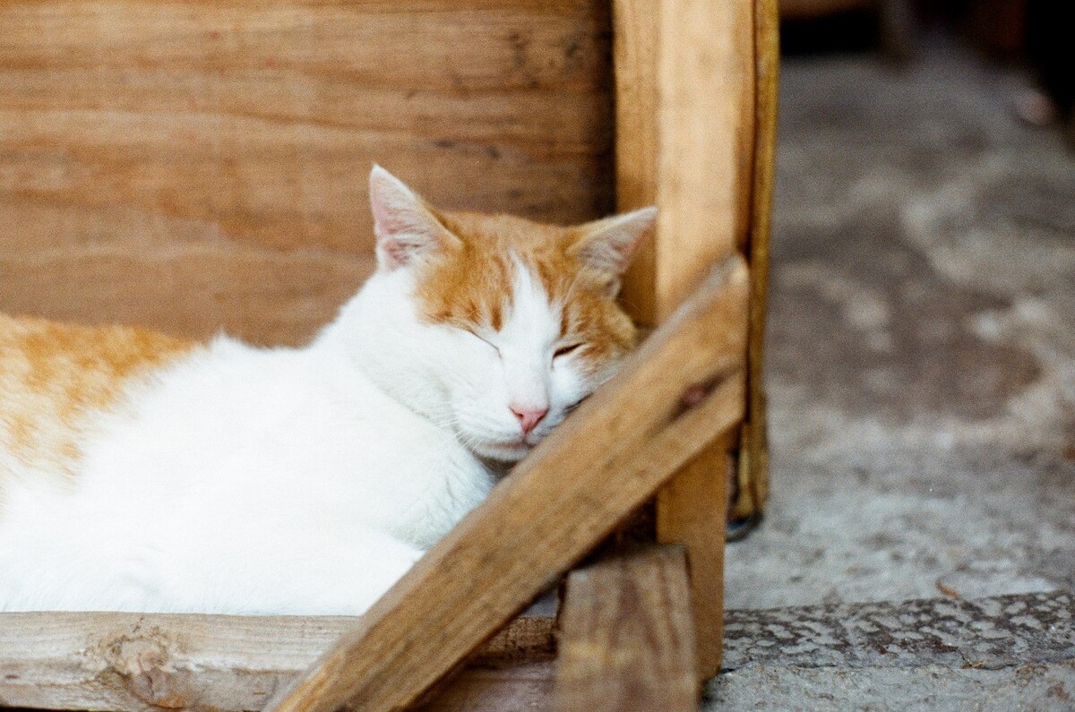 大理波罗寺里的小猫咪