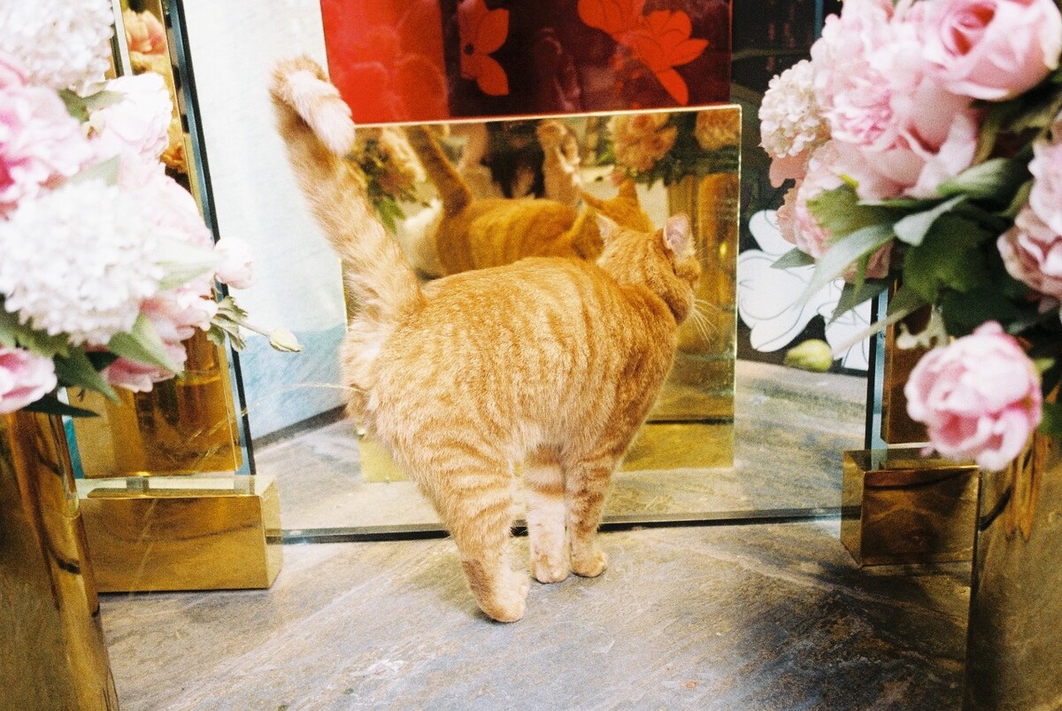 上海,逛街时一只橘猫正好在撒尿,哈哈哈<br />