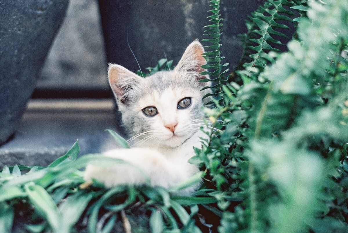 大理某甜品店的小小猫