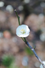 SAM_3134