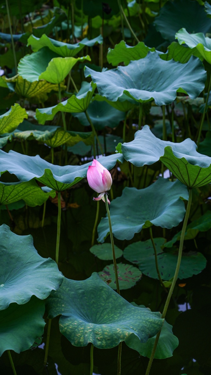 西湖荷花从花骨朵儿到盛开