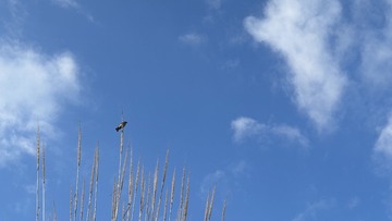 A08CCA61-32B3-4C61-8AAF-8CD06407BF50/L0/001