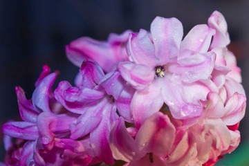 IMGP2510-1_PS.jpg