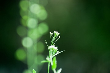 20120403_IMGP3425.jpg