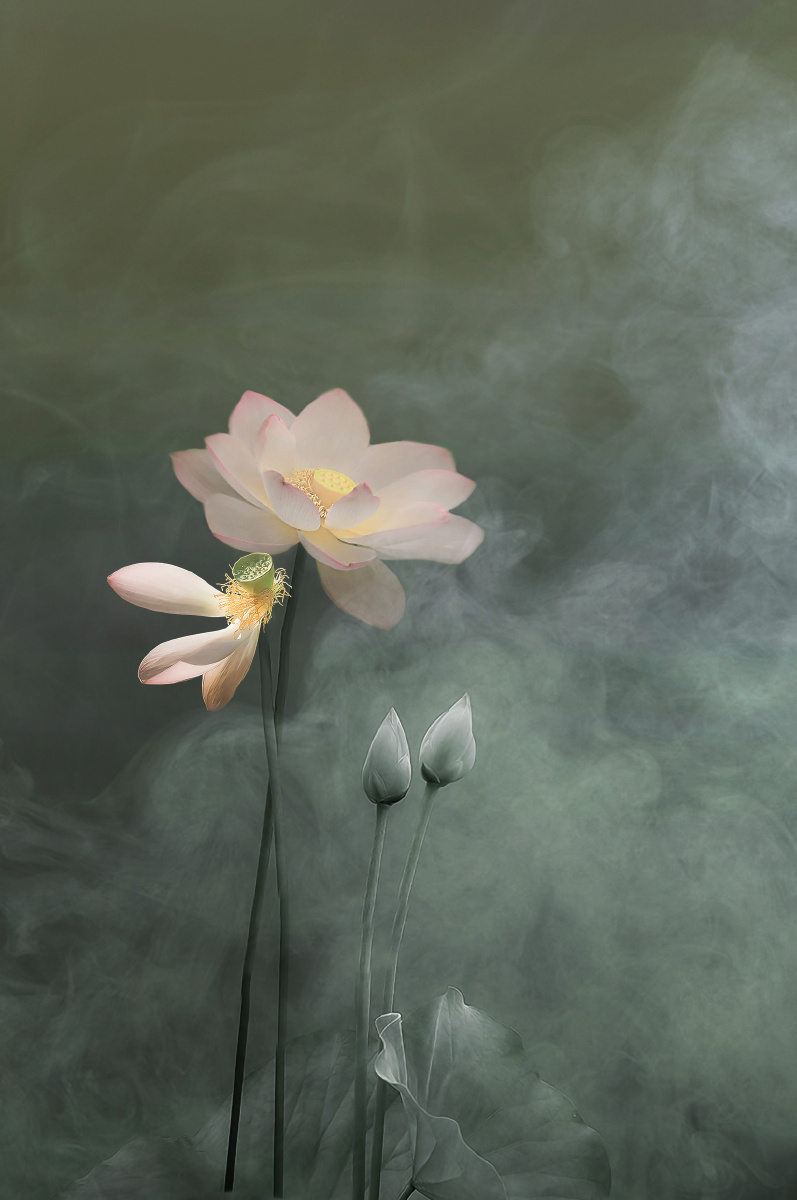 仙气缭绕小荷翻