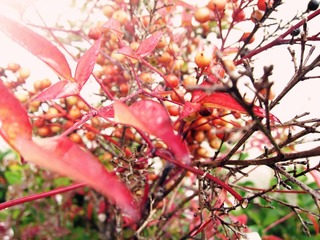 IMG_2741_副本.jpg