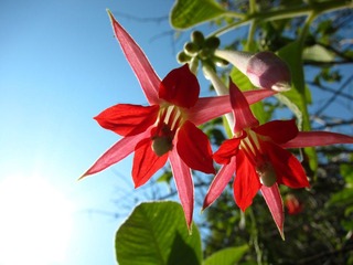 IMG_1526.JPG