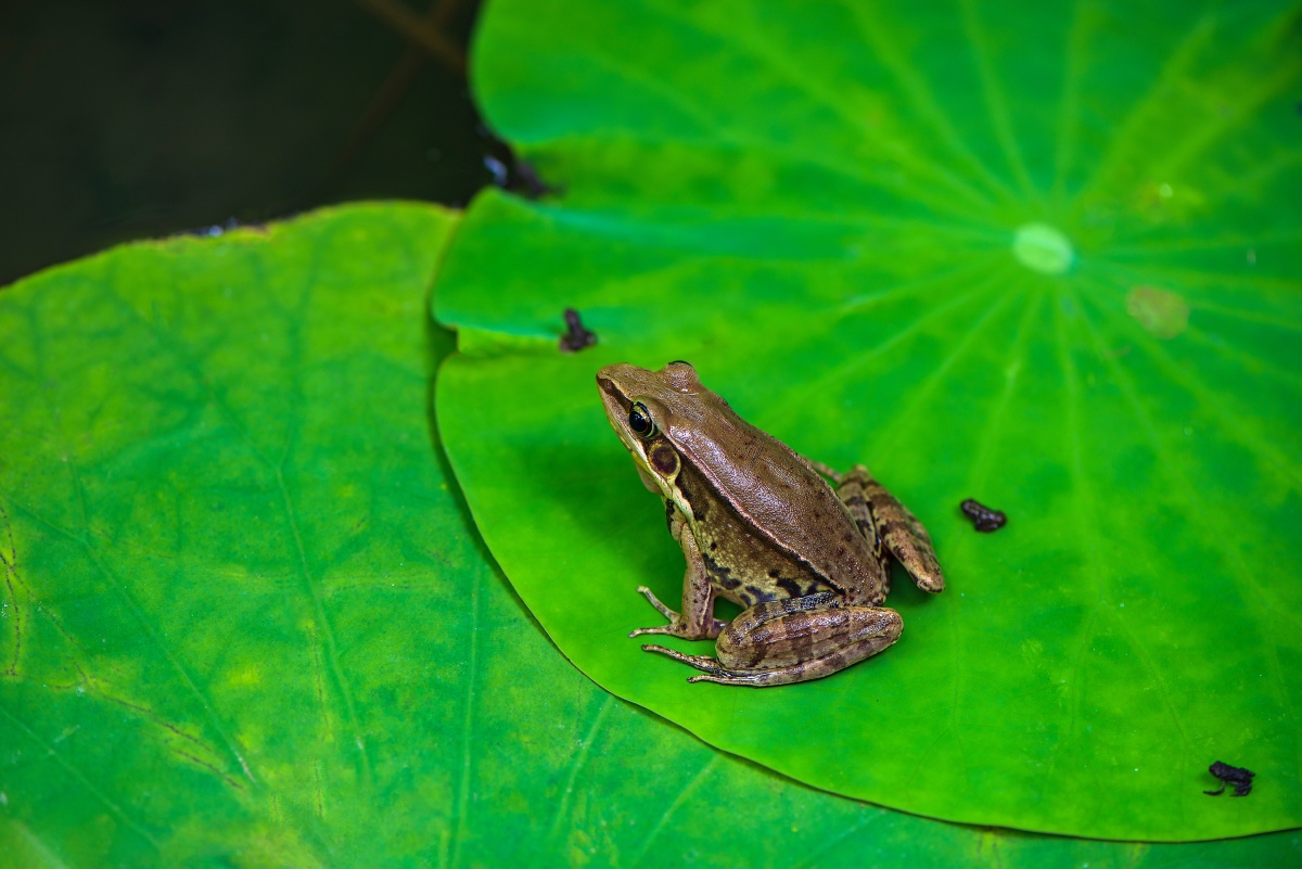 夏日里小动物的爱情故事