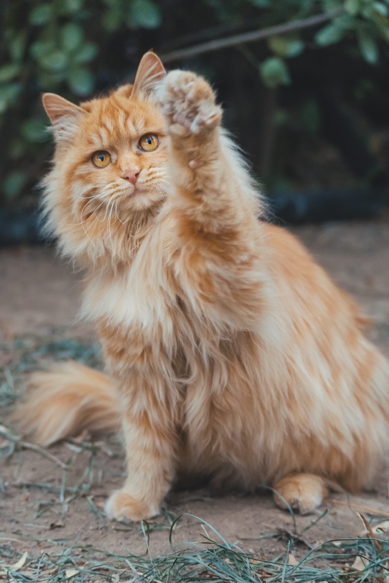 猫有九条命唯有一颗心