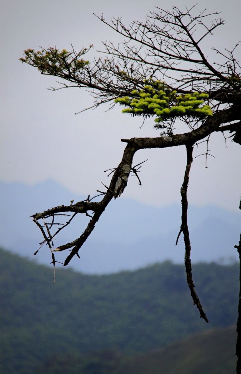 枯木逢春展颜 - 喜儿大叔 - 图虫