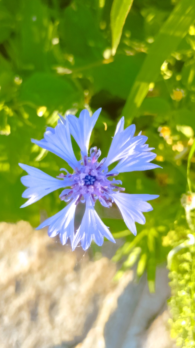 楼下的花生命力顽强