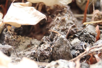 IMG_0015.JPG
