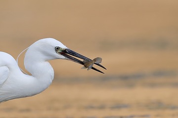 78557