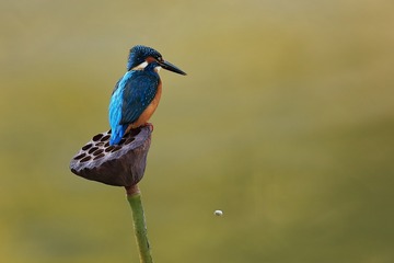 20117