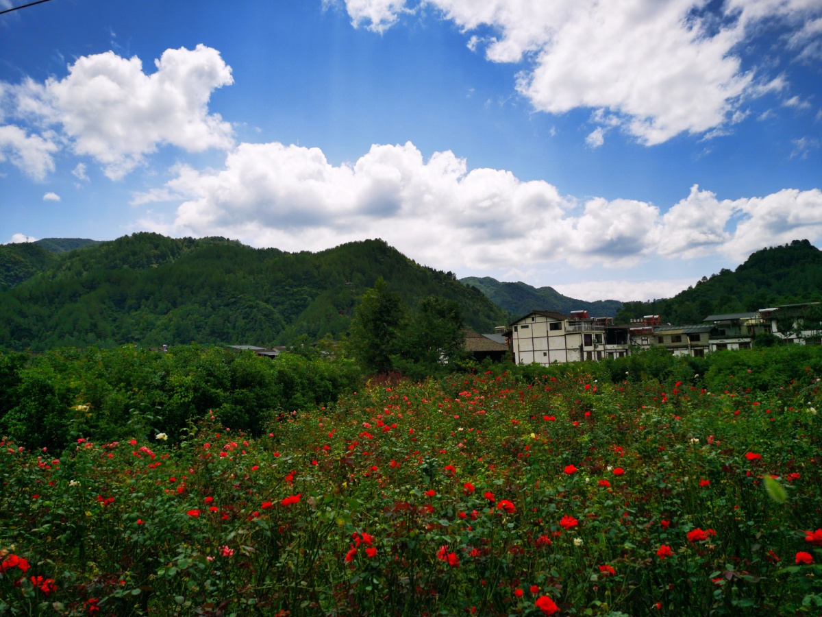 天蓝蓝秋草香棉花一朵朵