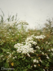 DSC04183_副本.jpg