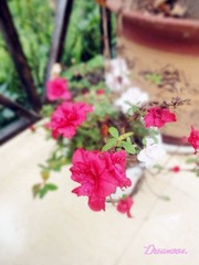DSC04358_副本.jpg