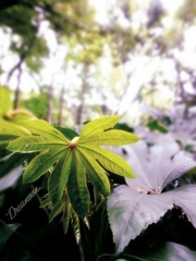 DSC04365_副本.jpg