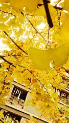 qiujing4.jpg