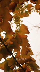 qiujing7.jpg