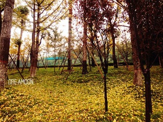 qiujing 8.jpg
