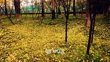 qiujing 10.jpg