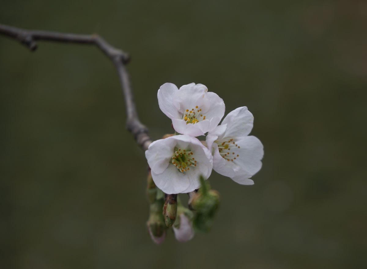 樱 2.梅 3.榆叶梅