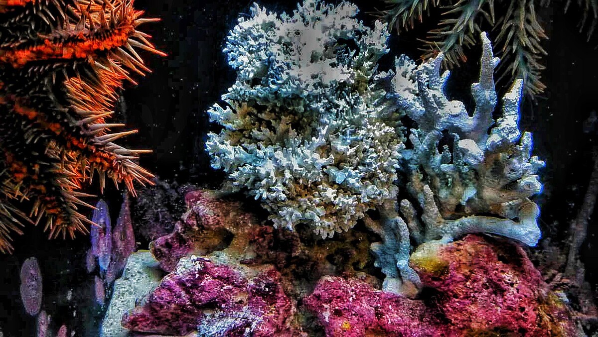 珊瑚- 木姐的行摄 - 图虫网 - 优质摄影师交流社区