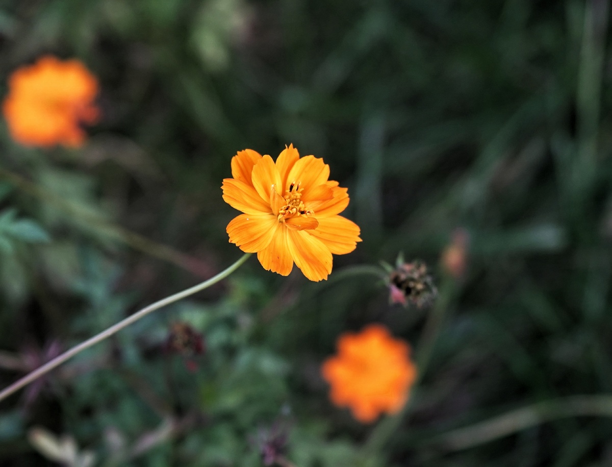 秋天的小花奥森公园随拍