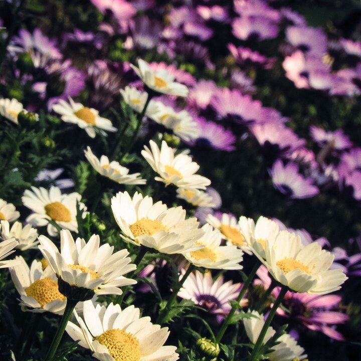 花都开好了<br />
