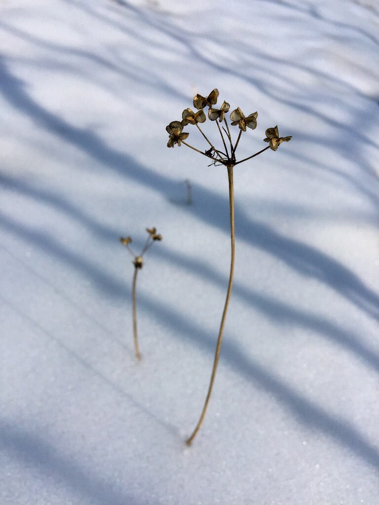 暖阳里踏雪，随手拍下的。有朋友说我把这棵枯草拍活了，所以就命名&quot;重生&quot;。