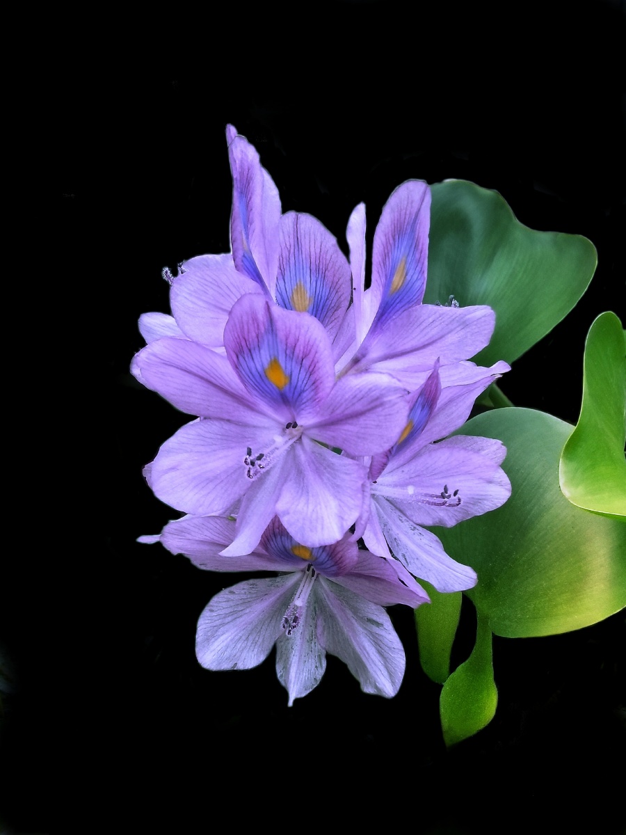 紫色水葫芦花黑色背景