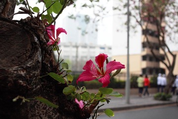 _MG_0023.JPG