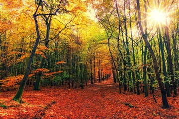 autumn-3804001