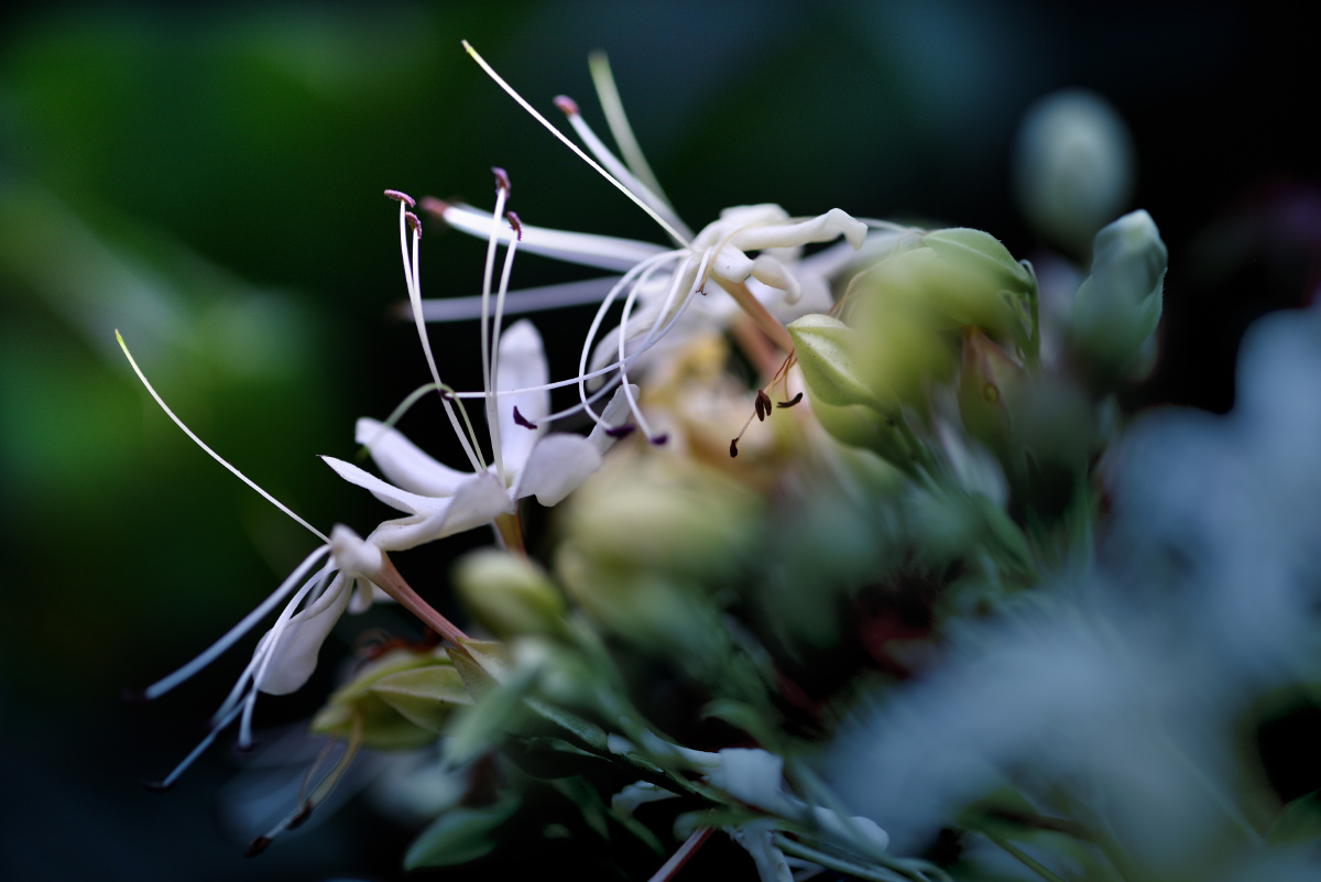 花卉摄影海州常山路边小花叶如桑鲁迅拾遗有其讲彼讲它臭某说香你推我