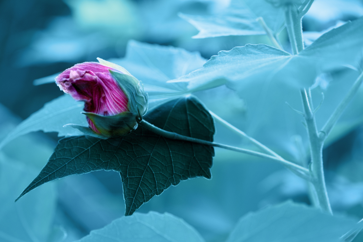 大碗花微距镜头拍摄枝叶作虚实遮挡相机白平衡调整为b4避免强光拍摄不