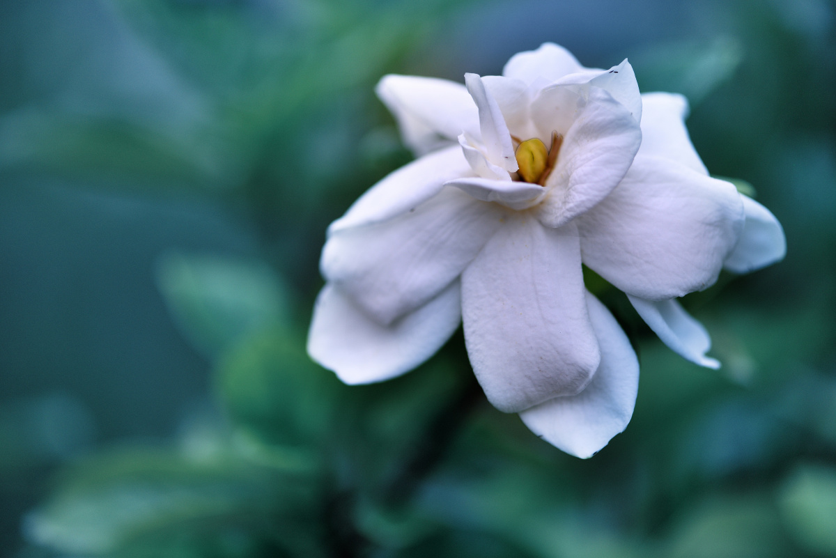 花卉摄影栀子花玉瓣相拥子中间拂袖衣衫云中仙百花园里谁曾赏人稀园静