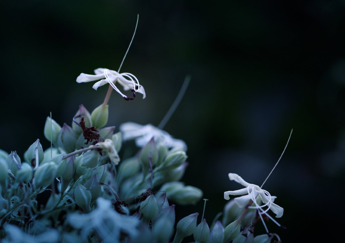 花卉摄影海州常山路边小花叶如桑鲁迅拾遗有其讲彼讲它臭某说香你推我