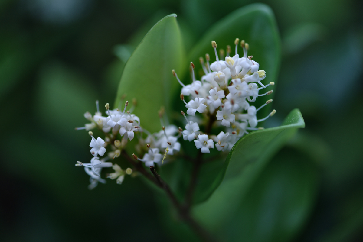 花卉摄影/小如米的女贞子花—————————小如米,白如玉,阵阵