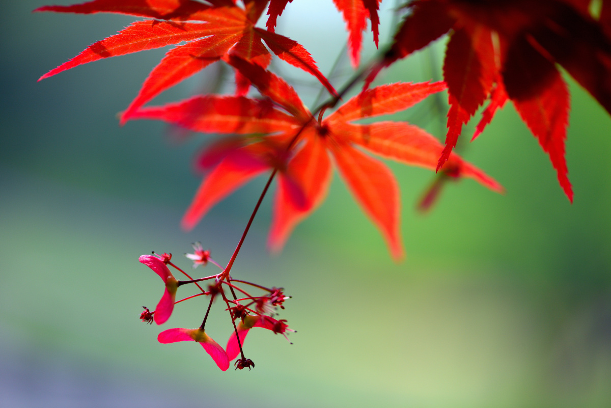 花卉摄影枫叶枫叶火红不是秋新绿翠枫在春头两枫携手在一园双双入画劲