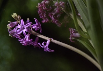 DSC_5539- 