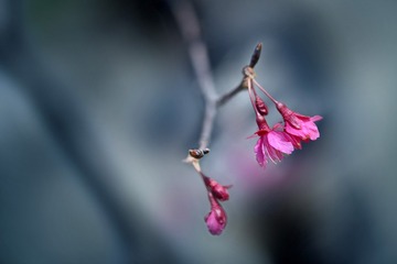 1360524