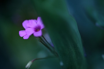 1302464