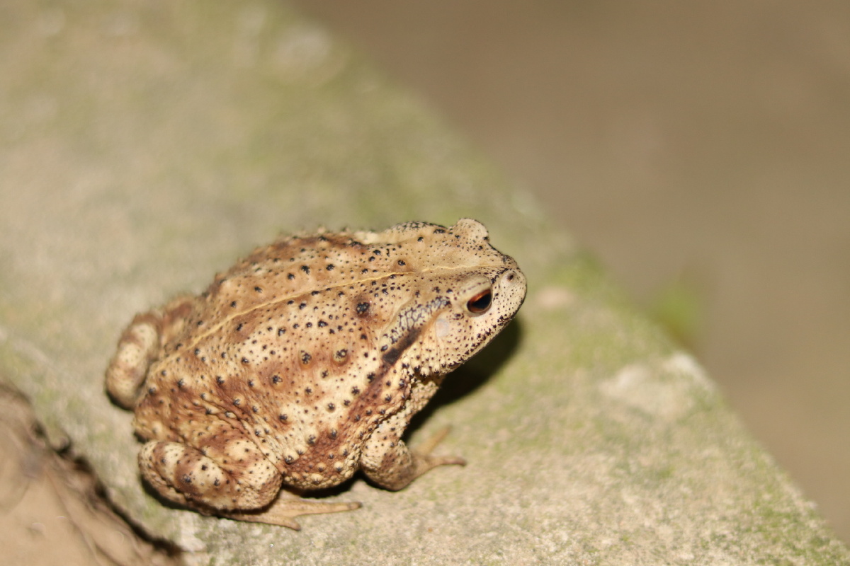 蟾蜍- 飞q飞 - 图虫