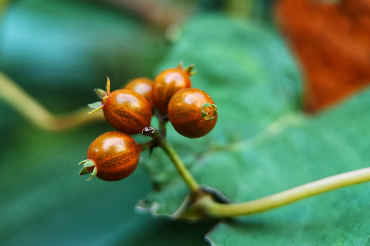 臭鸡矢藤 - 大山深处信天游 - 图虫