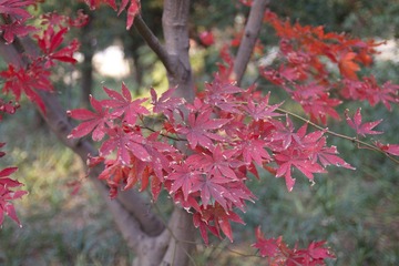 IMG_4043.jpg