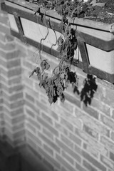 IMG_4985.jpg