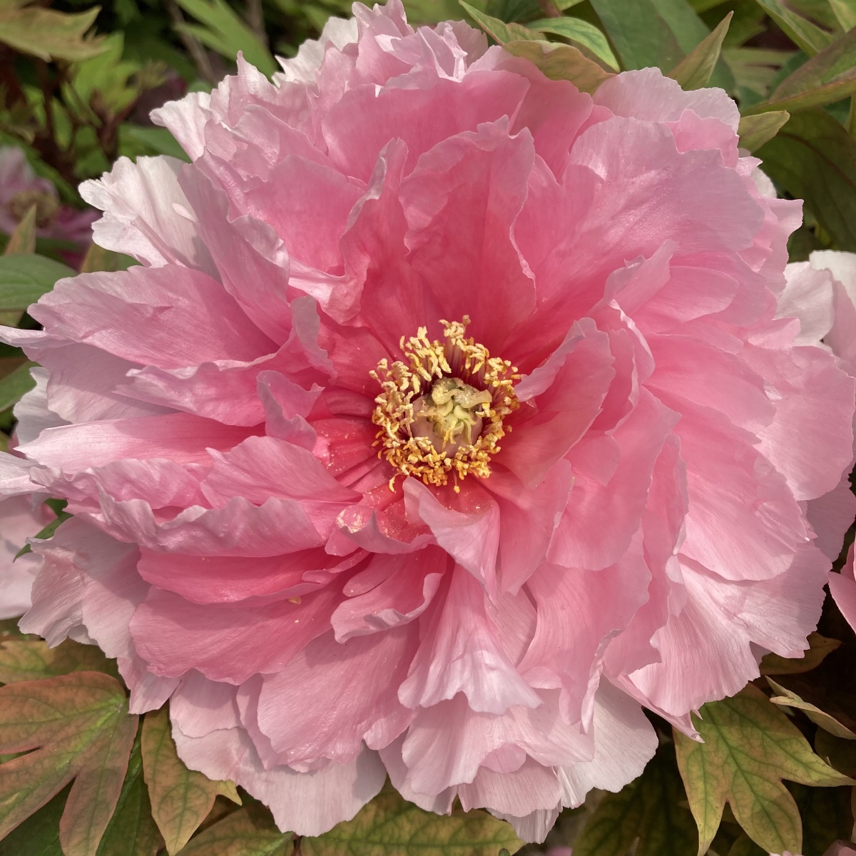 河南省洛阳市牡丹花节期间开放的牡丹